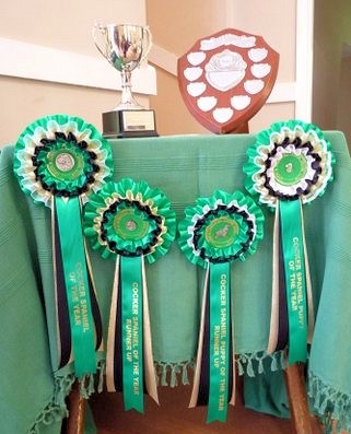 Rosettes for the Cocker of The Year competition